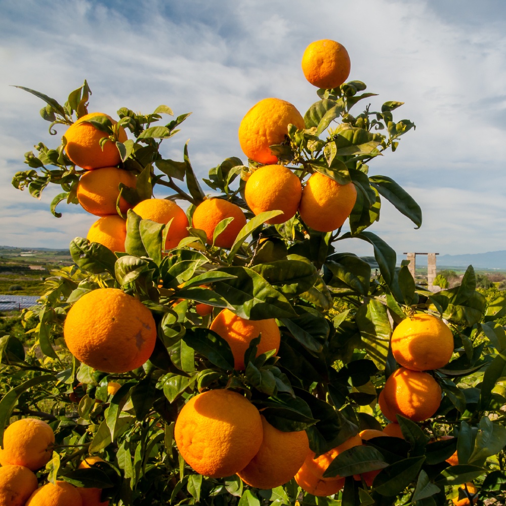 Typical mediterranean fruits Sicily